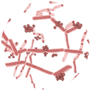 Bakteryjne zapalenie pochwy - objawy